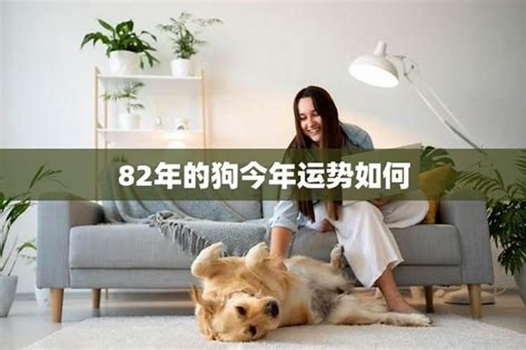 82狗2026年运势如何？