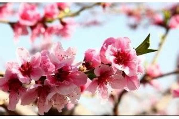 桃花位摆放什么催桃花？