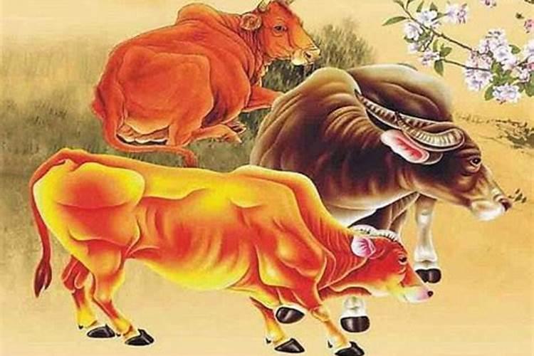 属牛的今年运势很差