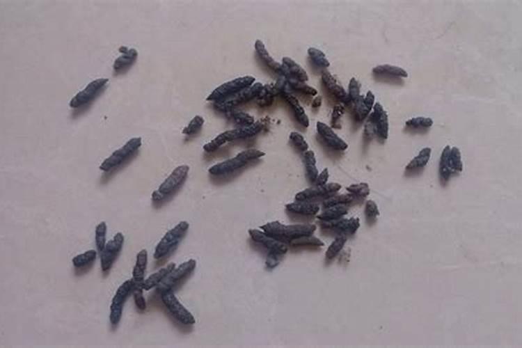 梦见很多老鼠粪便是什么意思？