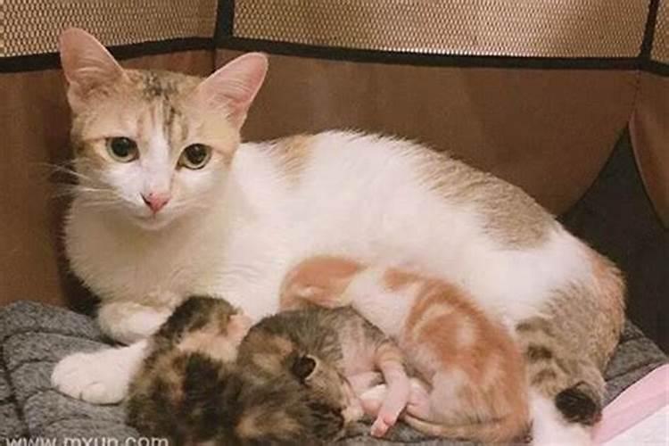 梦见母猫生好多小猫是什么预兆？