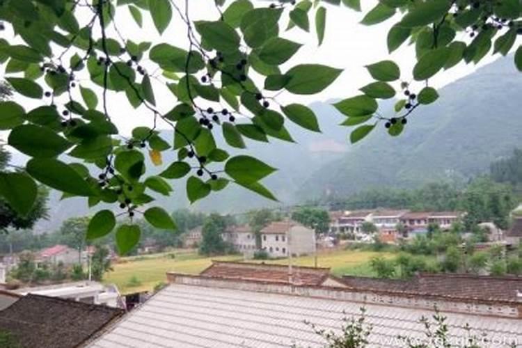 梦到远方亲戚来我家