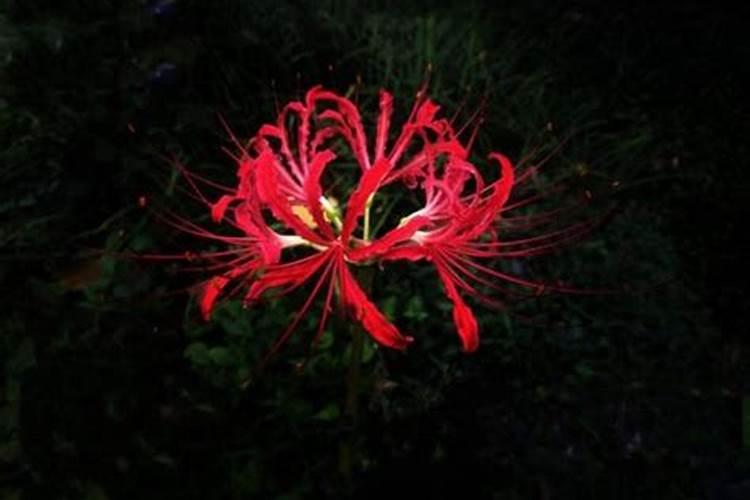 梦见红色的花是什么意思？