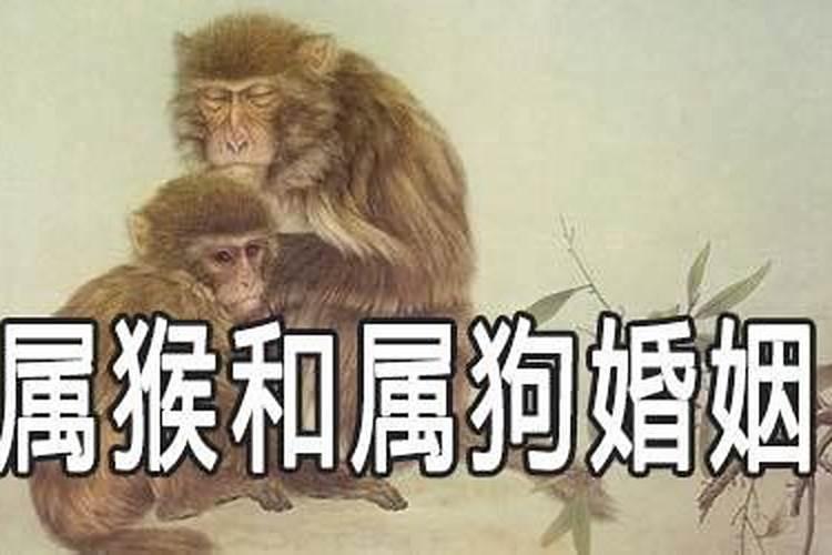 属猴跟属狗合婚吗？