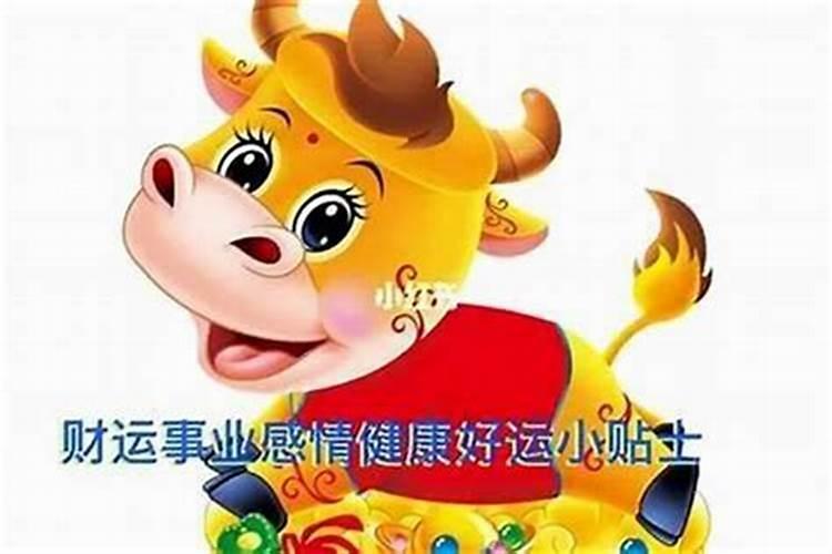 36岁本命年要注意什么属牛？