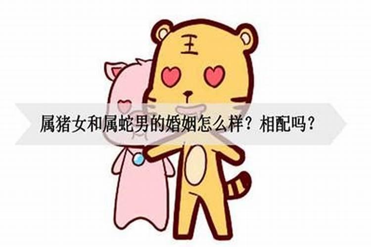 属猪男和属蛇女合婚吗？