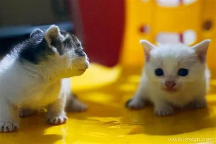 梦见猫生了一窝小猫还有只小鸡