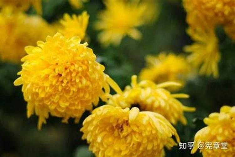 冬至祭祖菊花