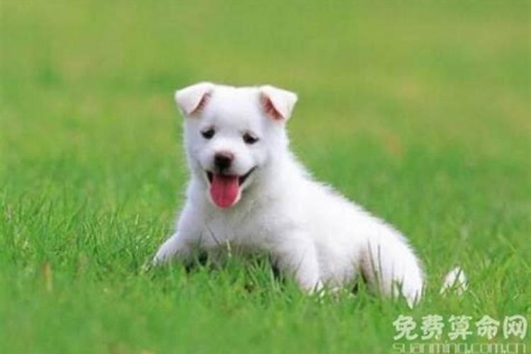 五八年九月初九狗幸运数字
