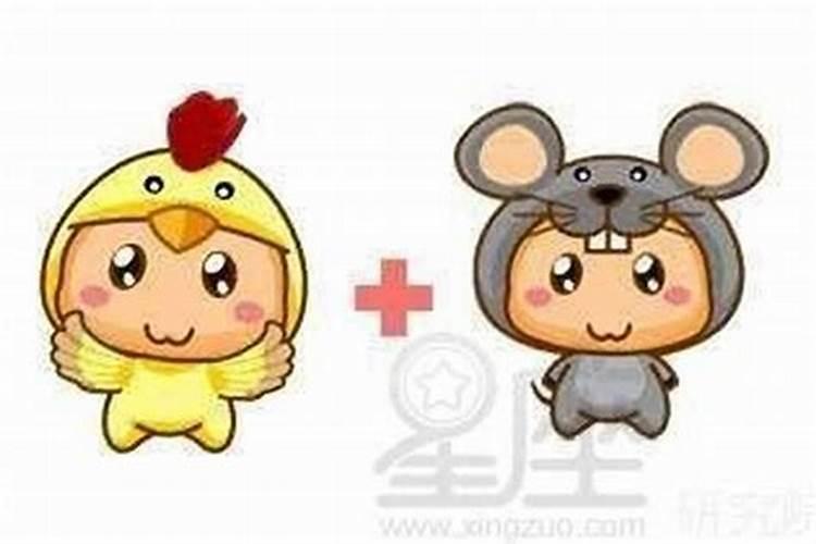 鸡和老鼠合婚吗？