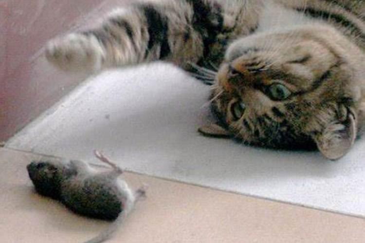 梦见老鼠和猫互相咬