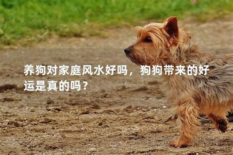 养狗可以增加人的运势吗？