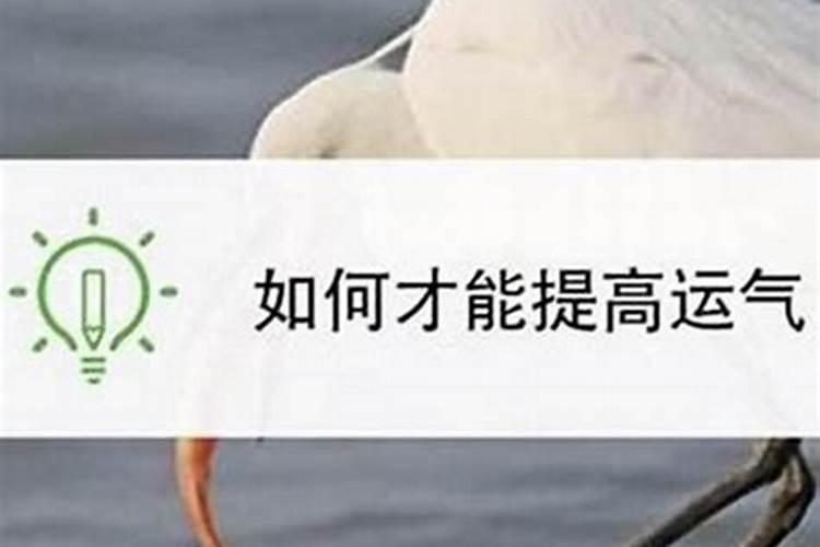 怎么才能提高运势？