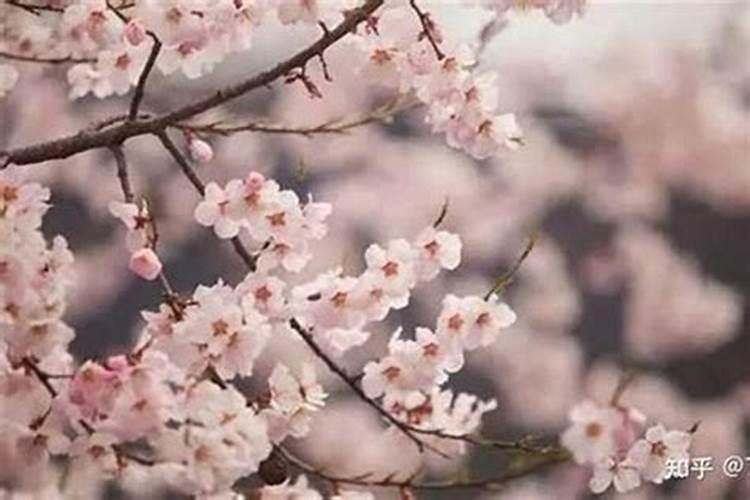 怎样招桃花运？