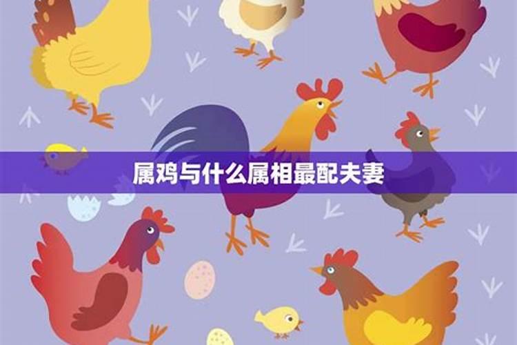 鸡和什么属相合婚新闻？