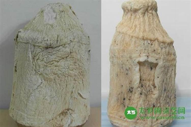 太岁有什么药用功效？