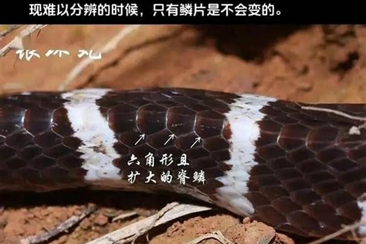 农历十月初一看见蛇了吗？