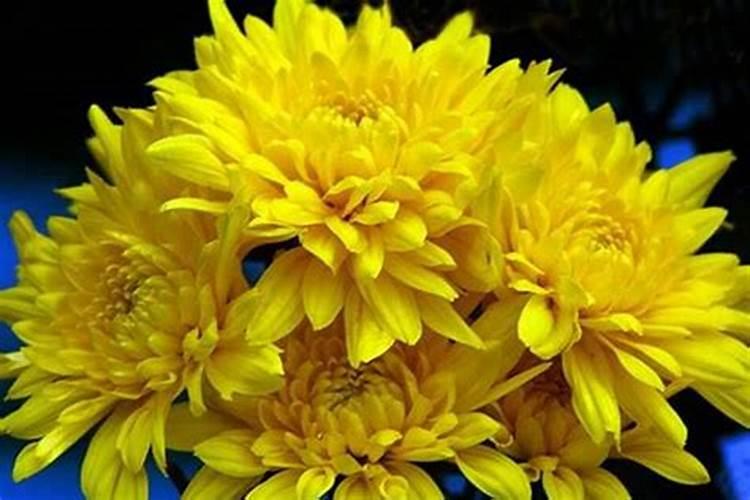 重阳节可以赏哪些花？