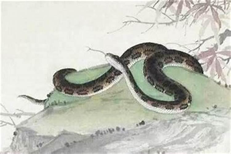 属蛇一生有几次婚姻？