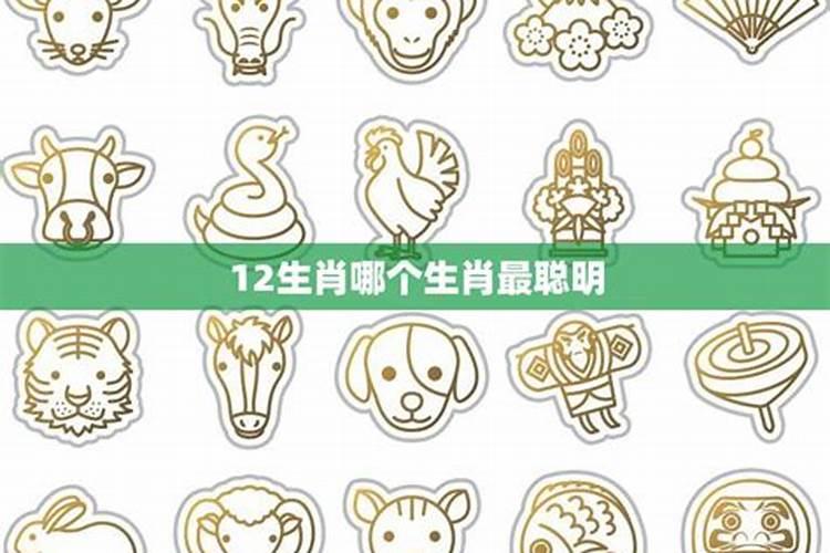 哪个生肖最聪明最漂亮？