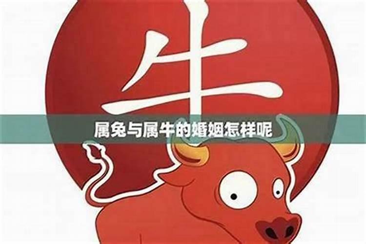 属兔和属牛八字合吗？