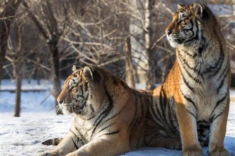 梦见老虎很听话是我大姐说