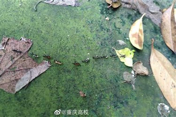 梦到特别特别多的蚂蚁？