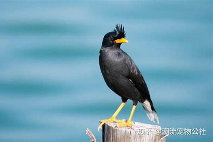 怎么看出八哥多大了？