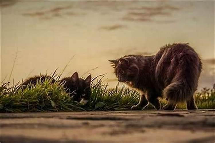梦见杀死一只猫都是血