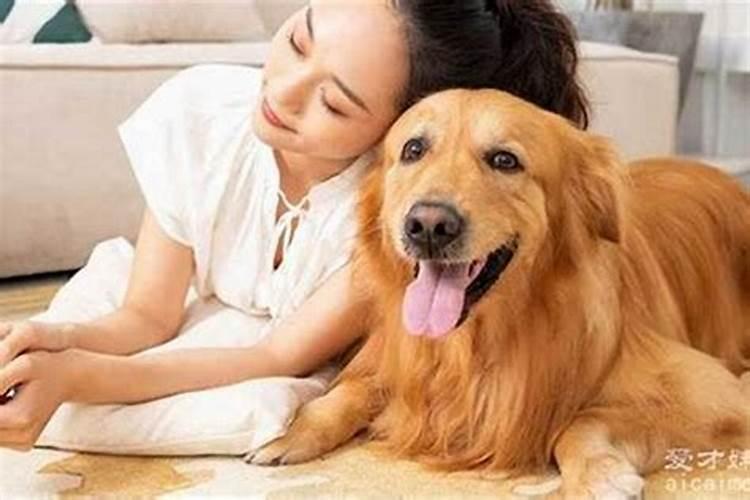 梦见各种狗什么征兆？