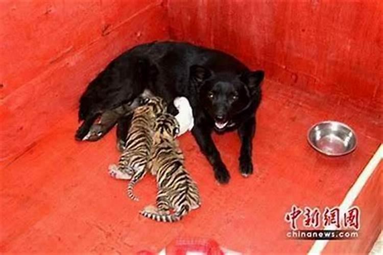 男狗和女虎的合婚吗？
