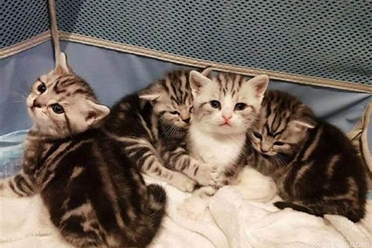 梦见猫生了一窝小猫死了两个
