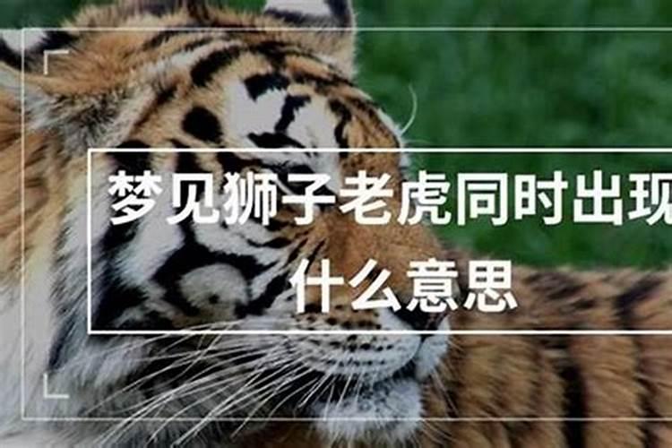 梦到路上有狮子老虎