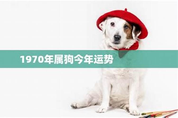 70年属狗今年运势