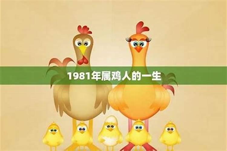 81年男鸡的一生运程