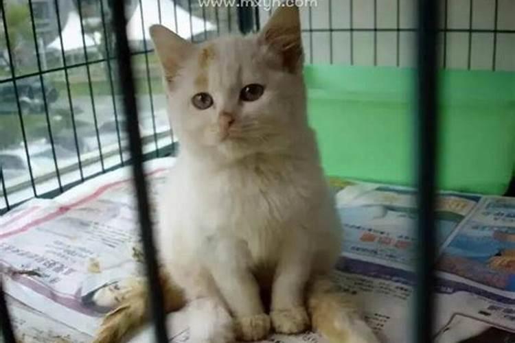 梦见猫伤人是什么预兆周公解梦？