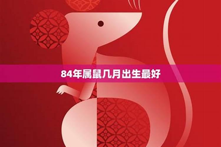 属鼠出生月份运势