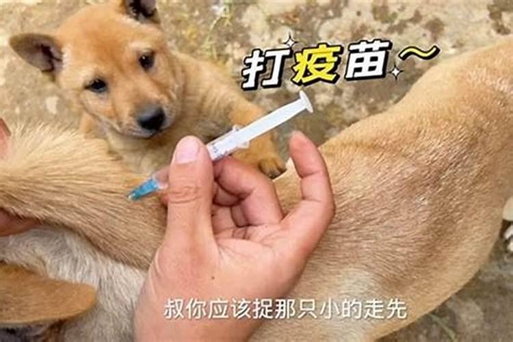 梦见狗说人话跟我回家