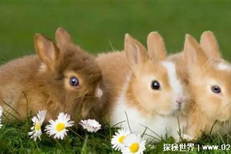 八月十六月最圆出生人运势