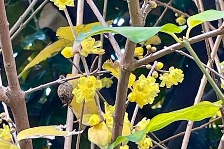 哪些花在腊月里开？
