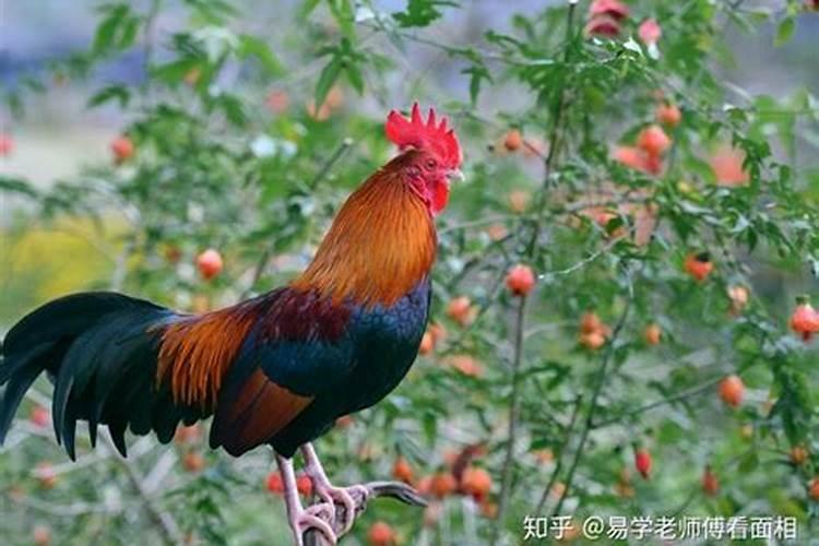 鸡属相马属相婚配好吗？