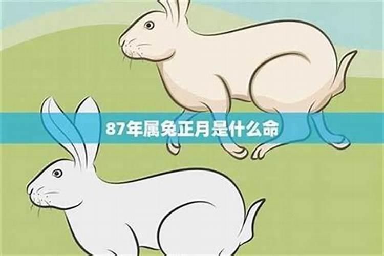 兔年立秋出生的女孩命运