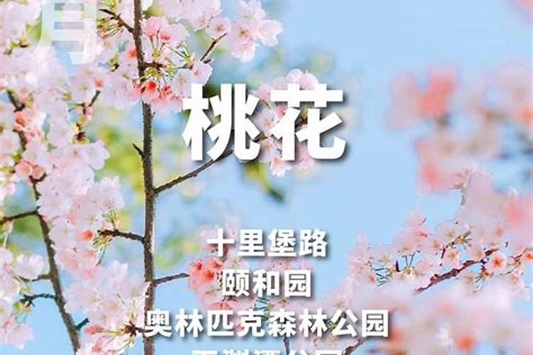 清明节赏花去哪里？