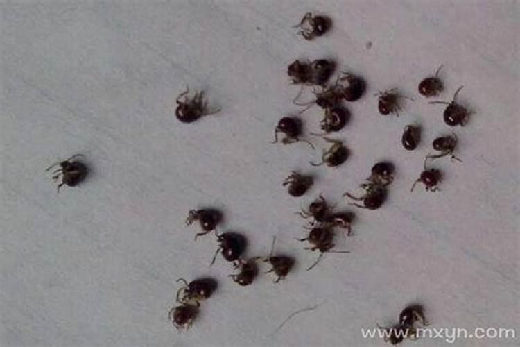 梦见妻子身上有虫子