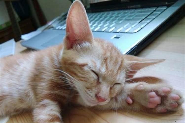 梦见猫怎么也赶不走？