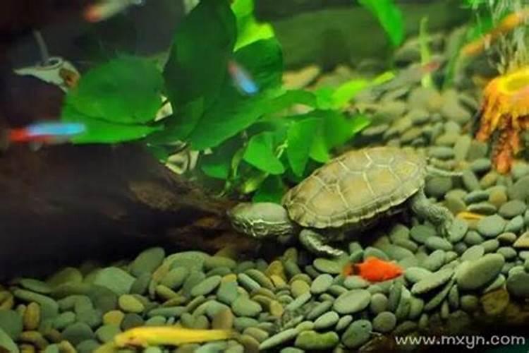 梦见死去的乌龟活了