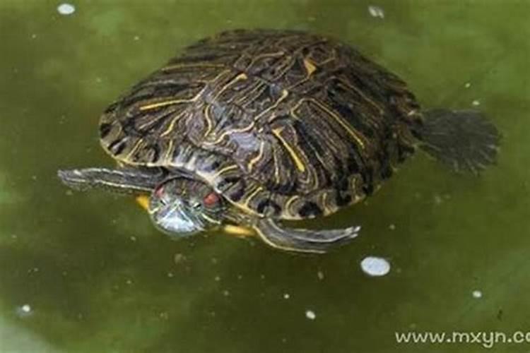 梦见好多乌龟在水里游走？