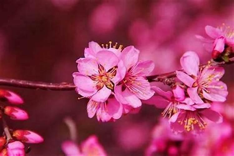什么是八字桃花三合？