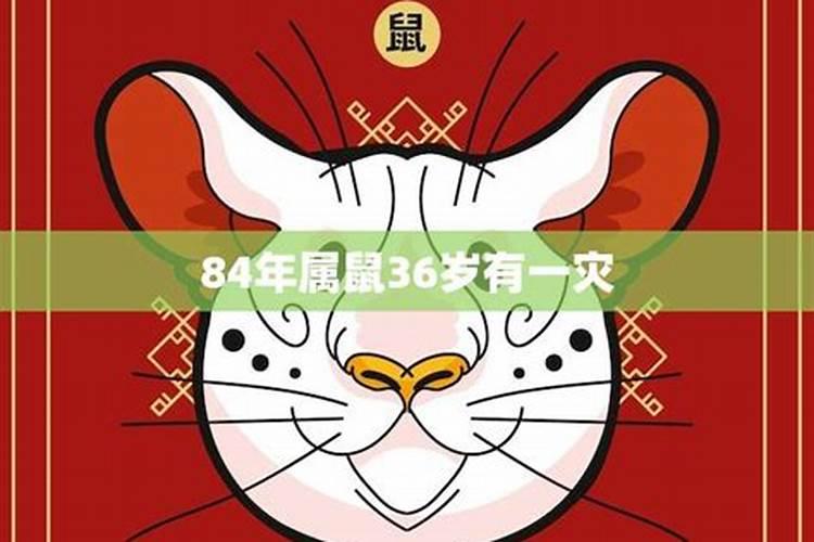84年老鼠今年运势如何？