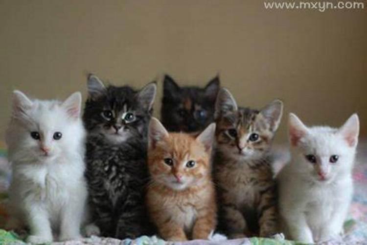 梦到好多猫周公解梦？